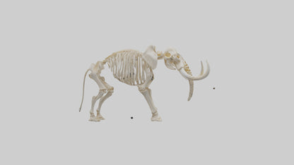 Elephant Tusk Skeleton model 3D model