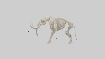 Elephant Tusk Skeleton model 3D model