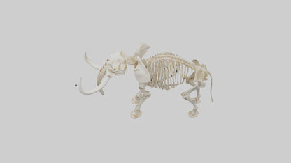 Elephant Tusk Skeleton model 3D model