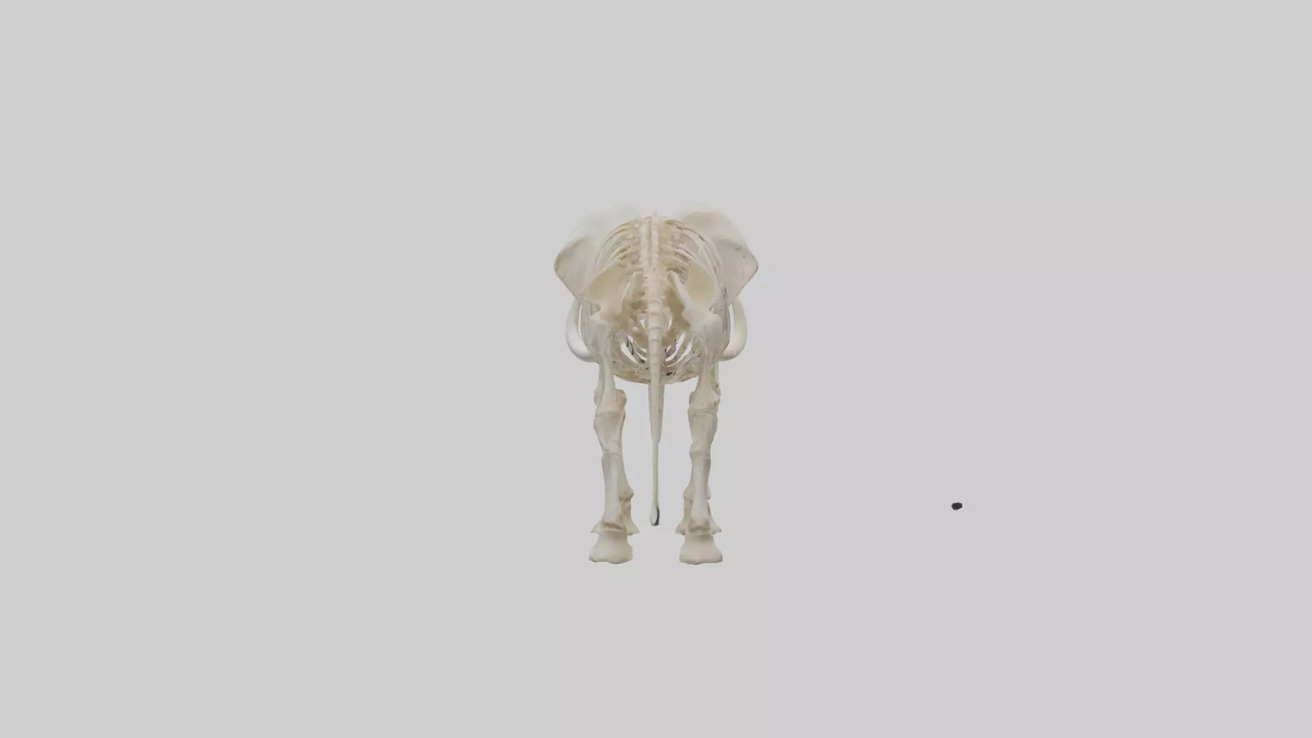 Elephant Tusk Skeleton model 3D model