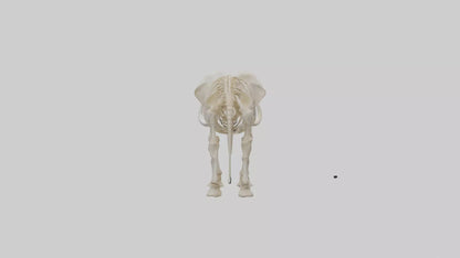 Elephant Tusk Skeleton model 3D model
