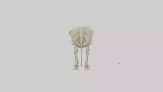 Elephant Tusk Skeleton model 3D model