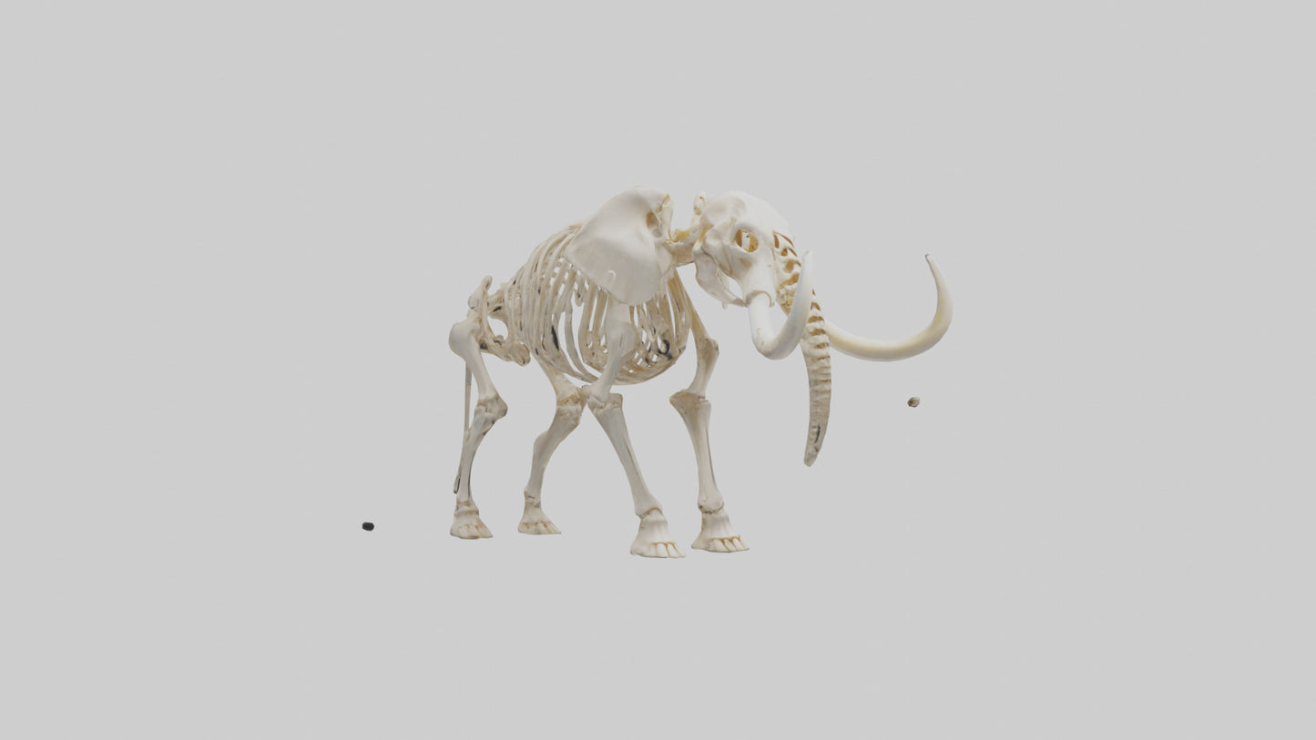Elephant Tusk Skeleton model 3D model