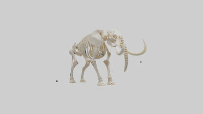 Elephant Tusk Skeleton model 3D model