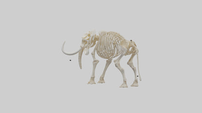 Elephant Tusk Skeleton model 3D model