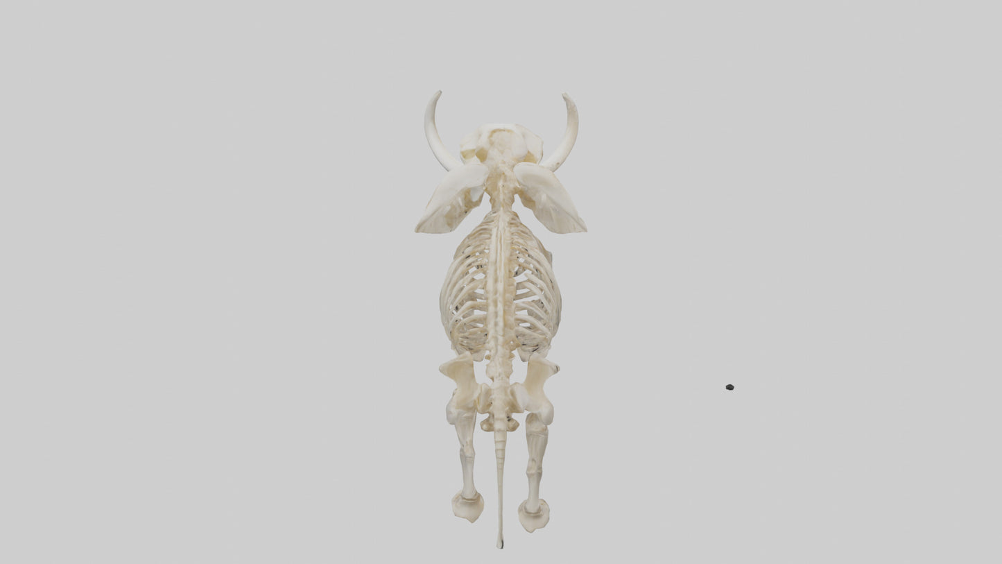Elephant Tusk Skeleton model 3D model