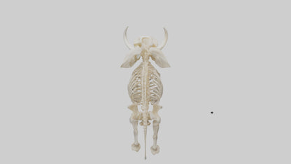 Elephant Tusk Skeleton model 3D model
