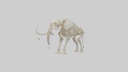 Elephant Tusk Skeleton model 3D model