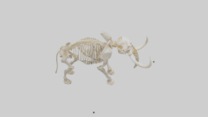 Elephant Tusk Skeleton model 3D model