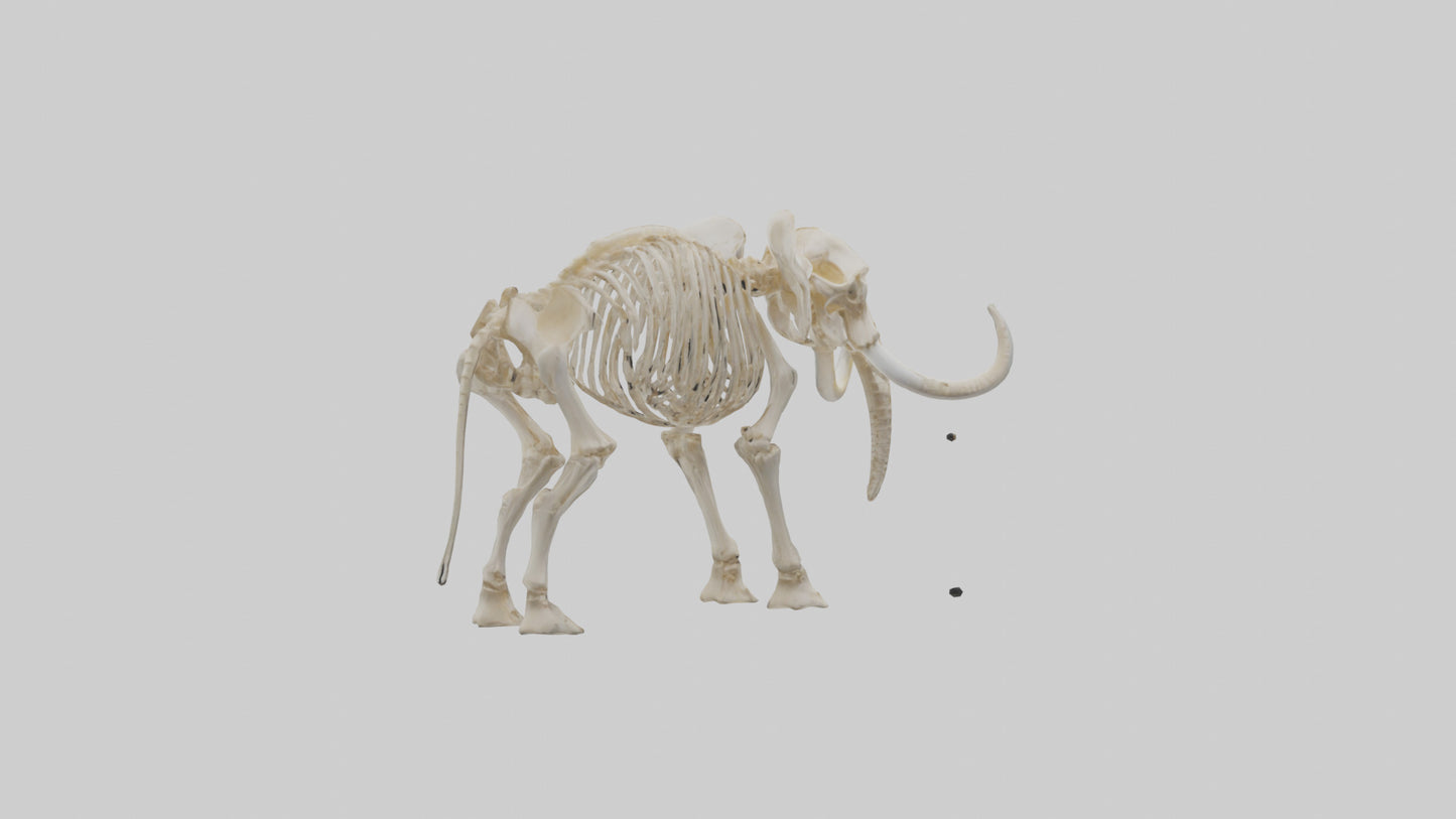 Elephant Tusk Skeleton model 3D model