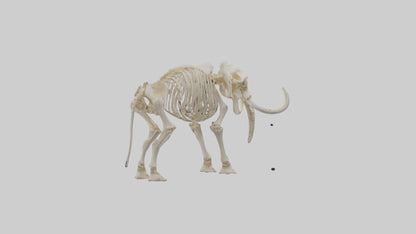Elephant Tusk Skeleton model 3D model