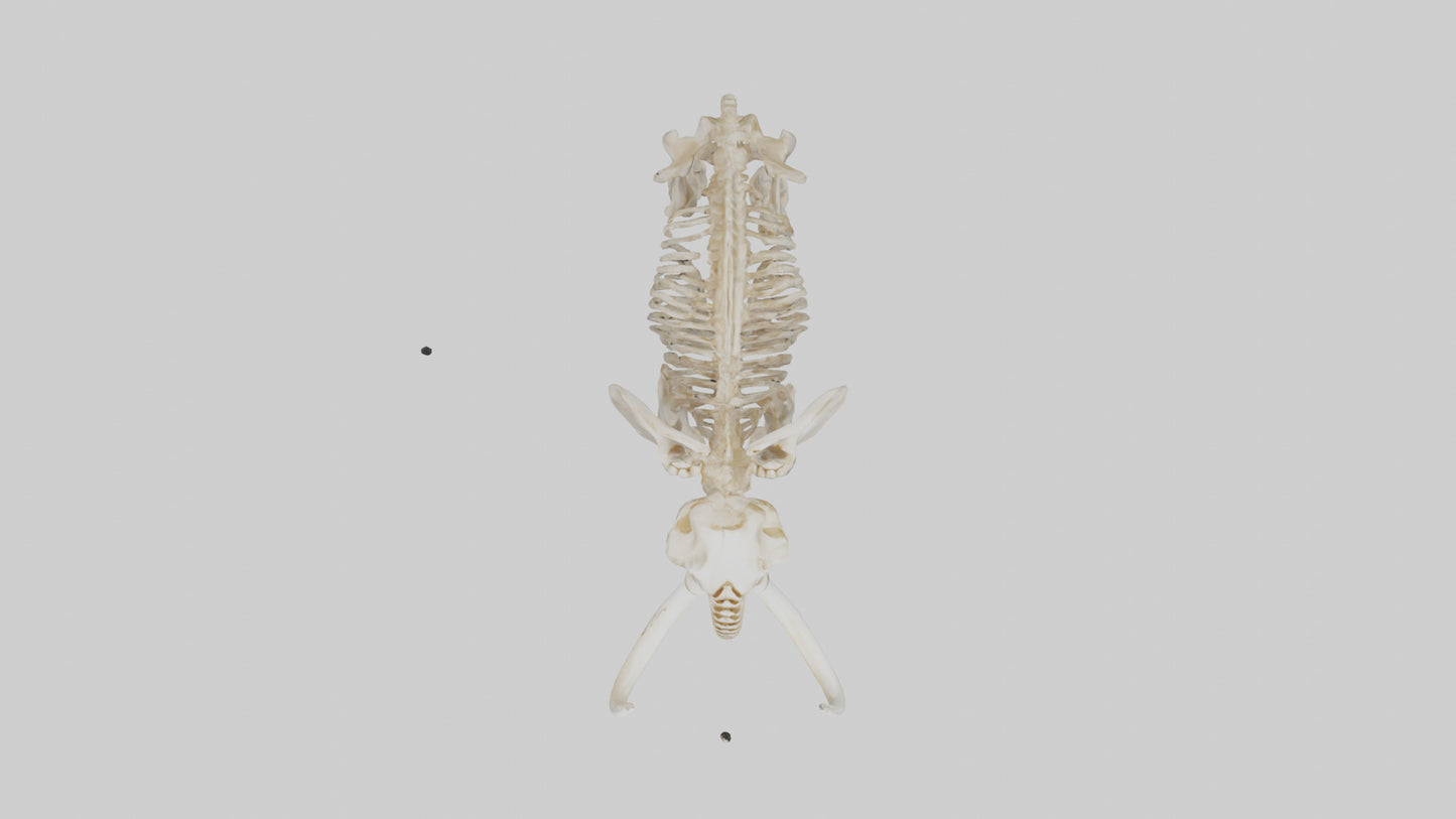 Elephant Tusk Skeleton model 3D model