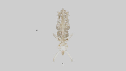 Elephant Tusk Skeleton model 3D model