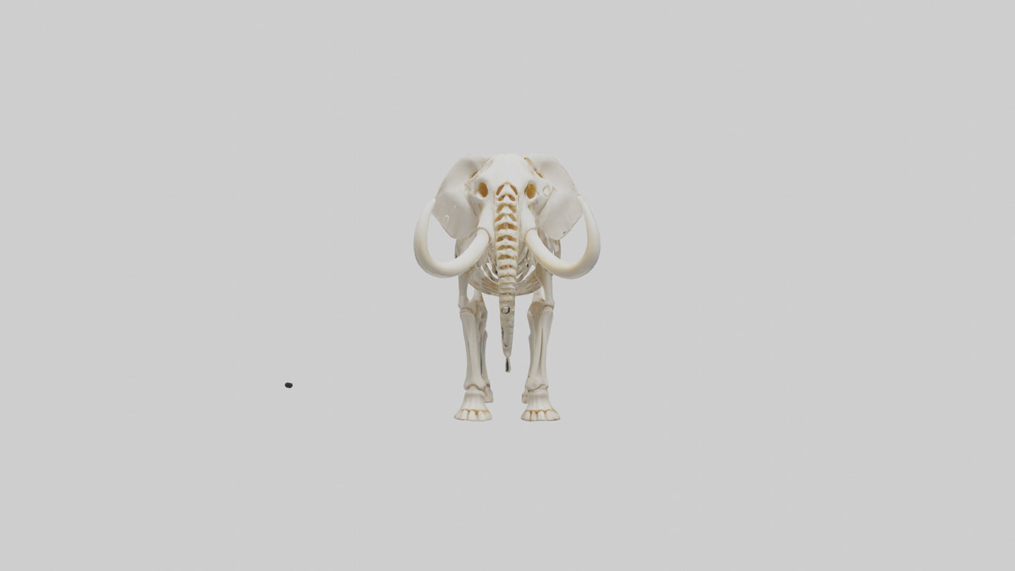 Elephant Tusk Skeleton model 3D model