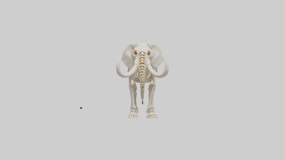Elephant Tusk Skeleton model 3D model