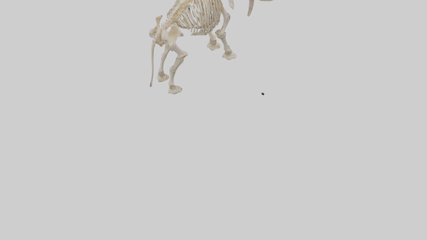 Elephant Tusk Skeleton model 3D model