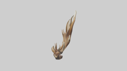 Elk Antlers Model 3D model