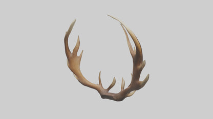 Elk Antlers Model 3D model