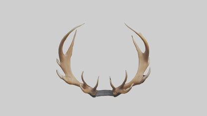 Elk Antlers Model 3D model