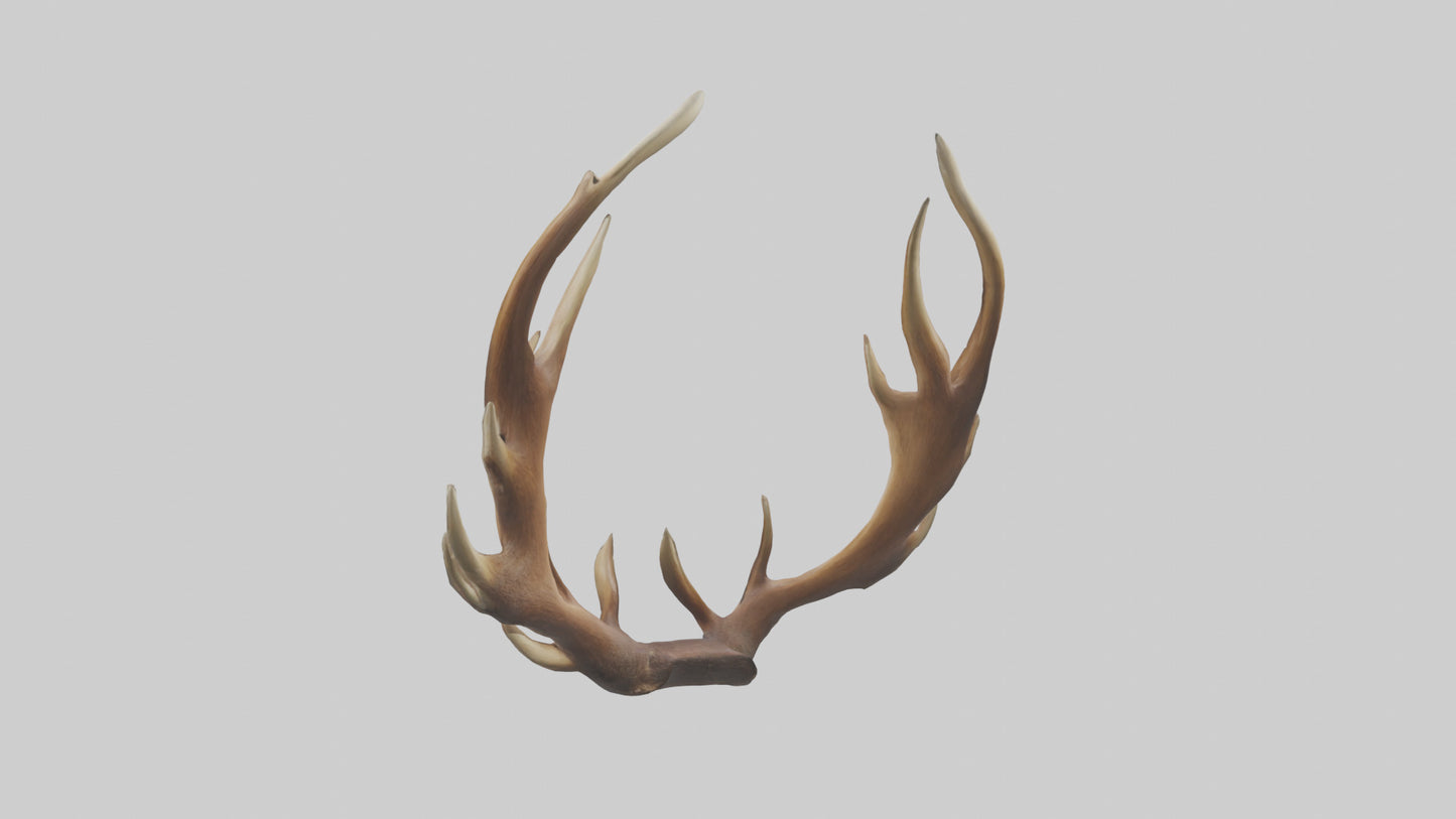 Elk Antlers Model 3D model