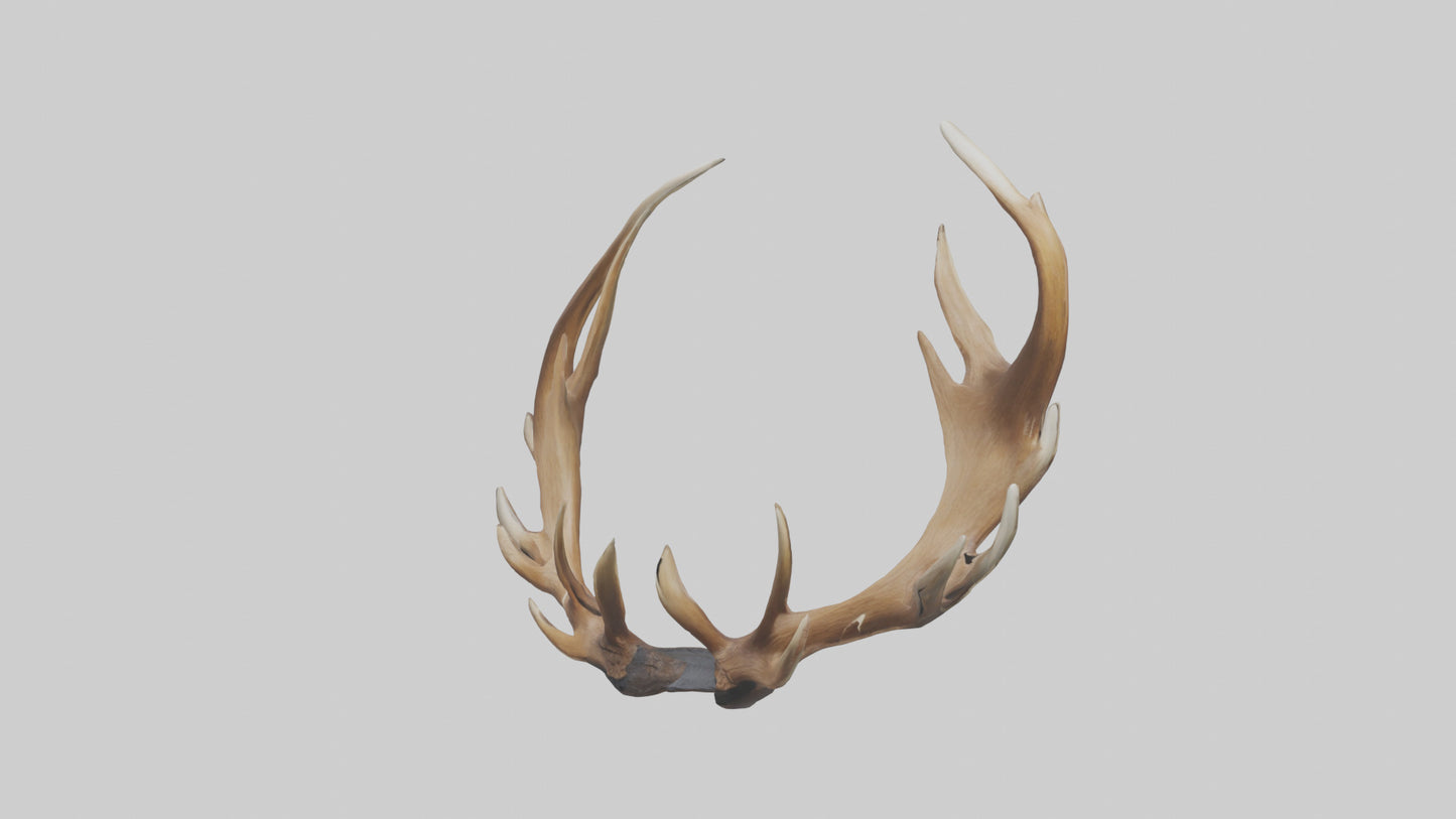 Elk Antlers Model 3D model