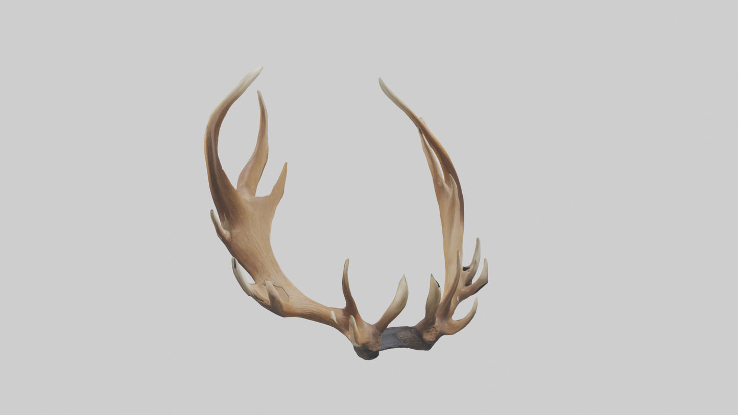 Elk Antlers Model 3D model