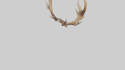 Elk Antlers Model 3D model