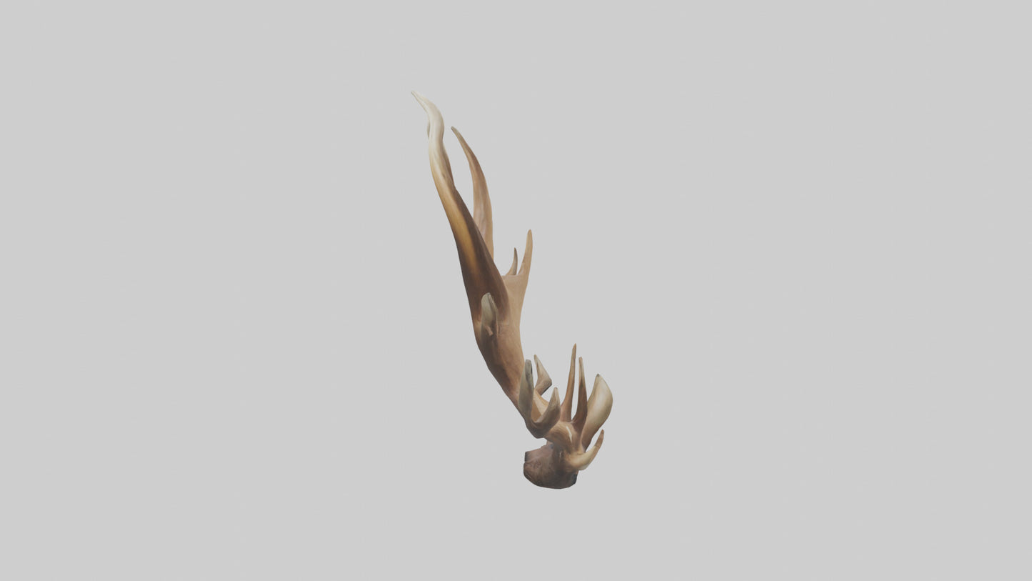 Elk Antlers Model 3D model