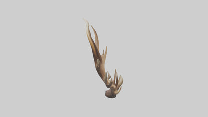 Elk Antlers Model 3D model