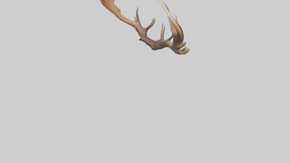 Elk Antlers Model 3D model