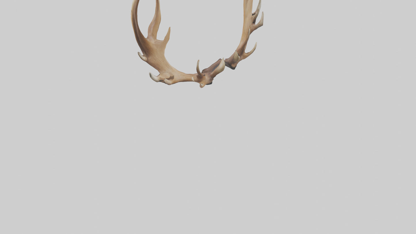 Elk Antlers Model 3D model