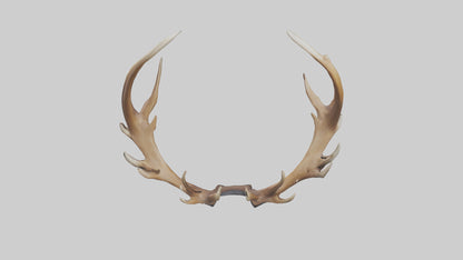 Elk Antlers Model 3D model