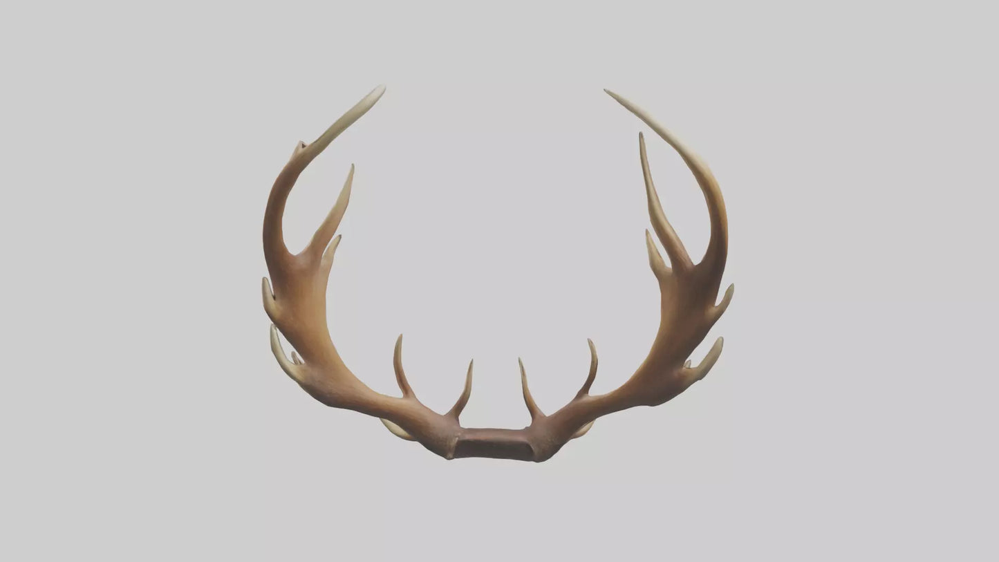 Elk Antlers Model 3D model