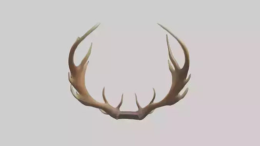 Elk Antlers Model 3D model