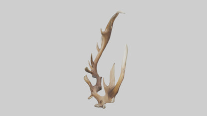 Elk Antlers Model 3D model