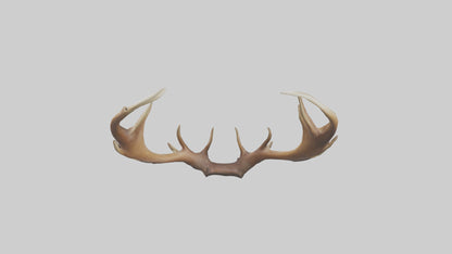 Elk Antlers Model 3D model