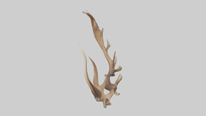 Elk Antlers Model 3D model