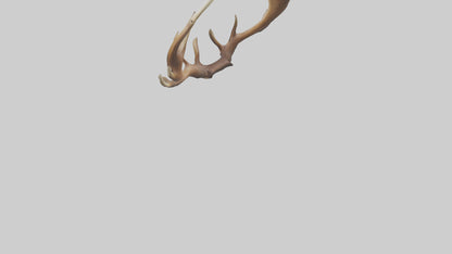 Elk Antlers Model 3D model