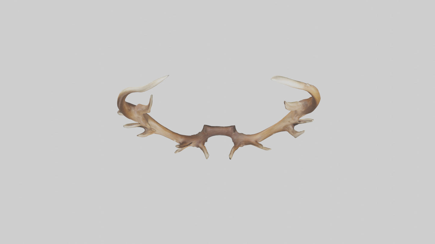 Elk Antlers Model 3D model