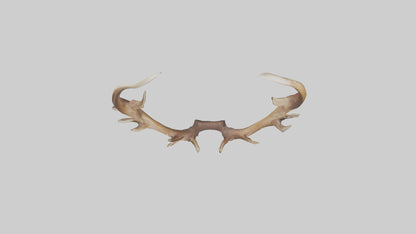Elk Antlers Model 3D model