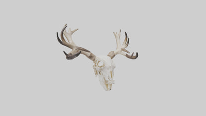 Elk Skull Skeleton model 3D model