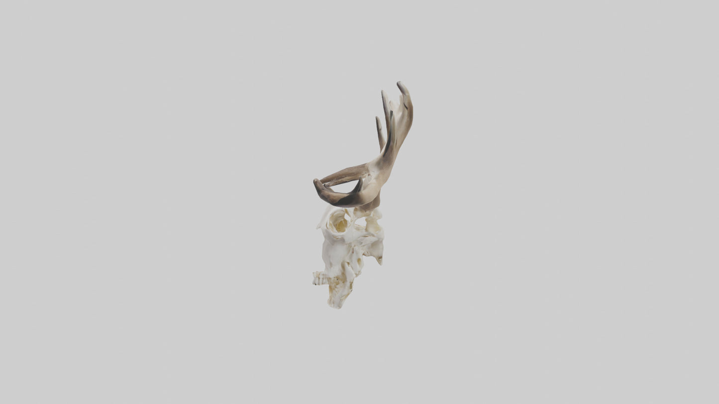 Elk Skull Skeleton model 3D model