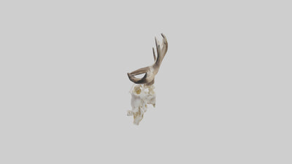 Elk Skull Skeleton model 3D model