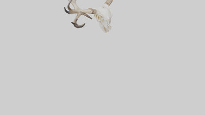 Elk Skull Skeleton model 3D model