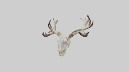 Elk Skull Skeleton model 3D model