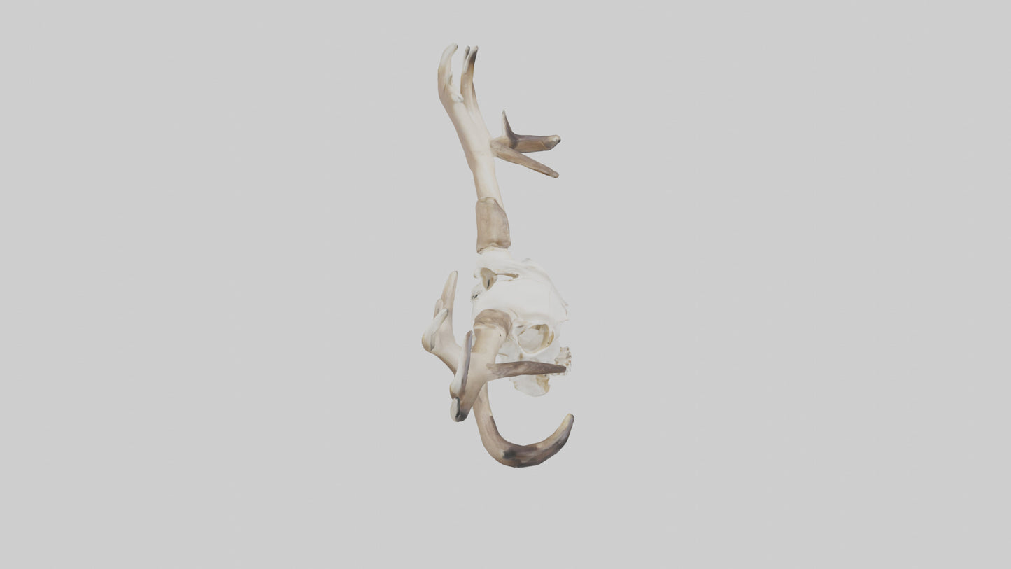 Elk Skull Skeleton model 3D model