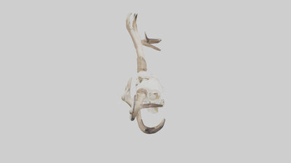 Elk Skull Skeleton model 3D model