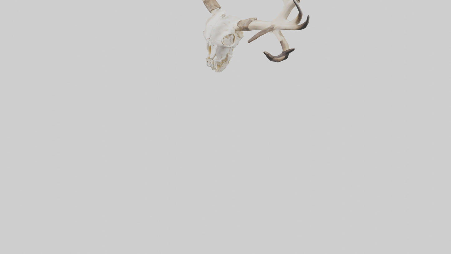 Elk Skull Skeleton model 3D model