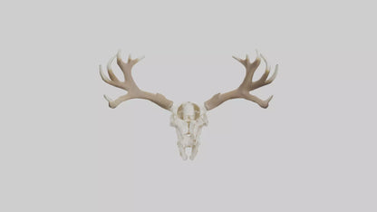 Elk Skull Skeleton model 3D model
