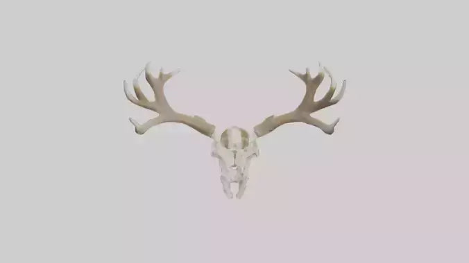 Elk Skull Skeleton model 3D model